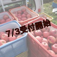 【アウトレット】りんご「ふじ」ジュース加工用（10ｋｇ）