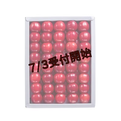 画像1: 吟壌さくらんぼ「佐藤錦」LL玉　500ｇ　化粧箱