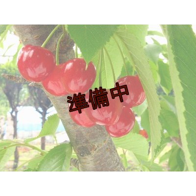 画像2: 吟壌さくらんぼ「佐藤錦」M〜LL玉　1ｋgバラ詰め