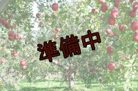 吟壌りんご「ふじ」小玉サイズ18〜20玉（5kg）