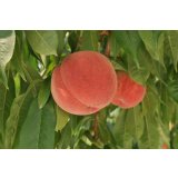 吟壌桃「幸茜」6玉（2kg）