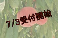 吟壌桃「幸茜」6玉（2kg）