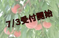 吟壌桃「ゆうぞら」LL-9〜10玉（3kg）