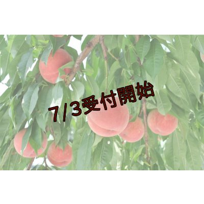 画像1: 吟壌桃「ゆうぞら」LL-15〜16玉（5kg）