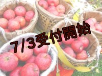 【アウトレット】吟壌りんご「ふじ」家庭用(割果)12〜18玉（5ｋｇ）