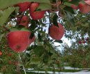 画像: 2017年度　吟壌りんごご予約受付開始！！