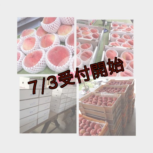 画像3: 吟壌桃「あかつき」3L-12〜14玉（5kg） (3)