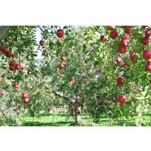 画像: ※オンラインショップ限定販売※吟壌りんご「ふじ」小玉サイズ18〜20玉（5kg）