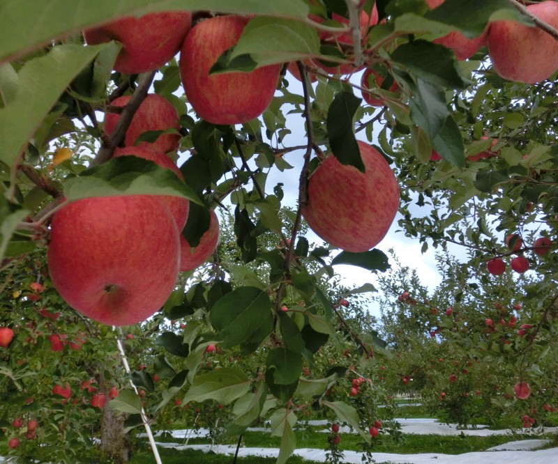 画像: 2016年度-吟壌りんごご予約開始時期について